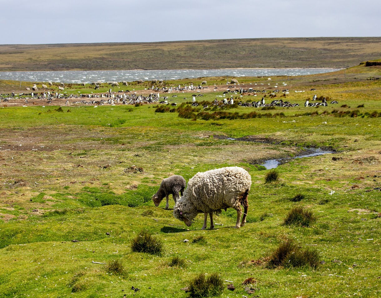 Sheep grazing on a grassy field in the Falkland Islands with large groups of penguins scattered across the background near a windy shoreline.