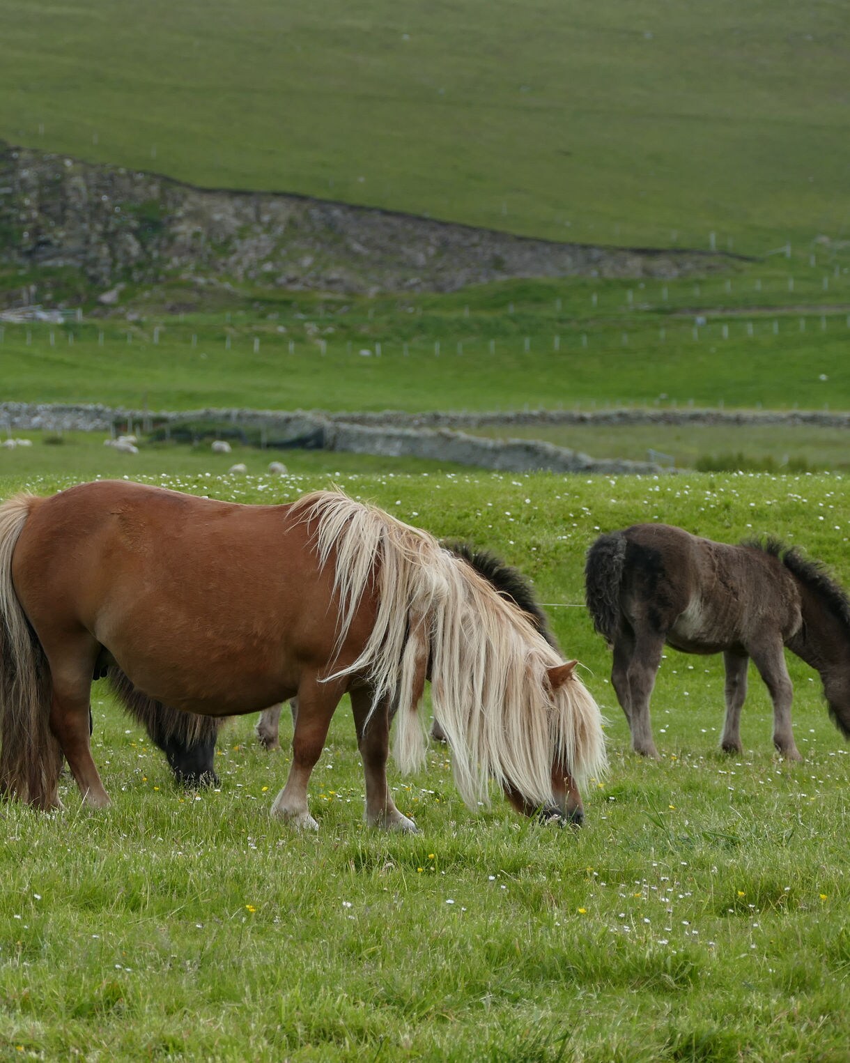 roup of Shetland ponies with thick manes and sturdy builds grazing on a grassy field with rocky hills in the background.