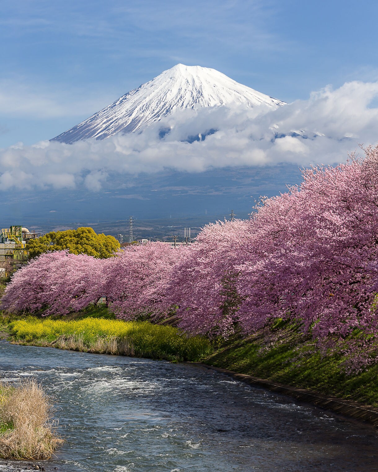 Snow-capped Mount Fuji towers above a row of cherry blossom trees lining a river under a bright blue sky.