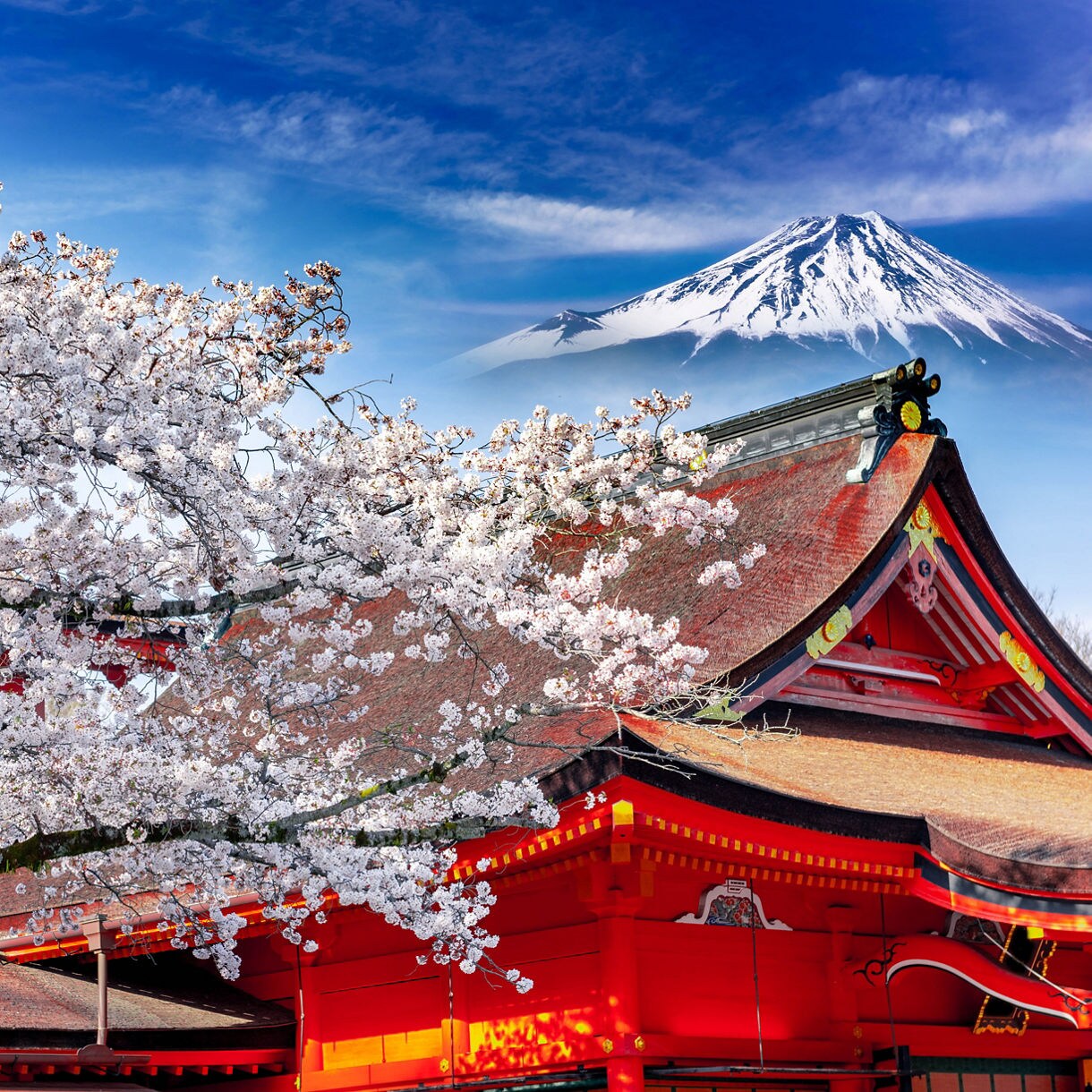 Bright red shrine buildings framed by blooming cherry trees with Mount Fuji rising in the background under a vivid blue sky.