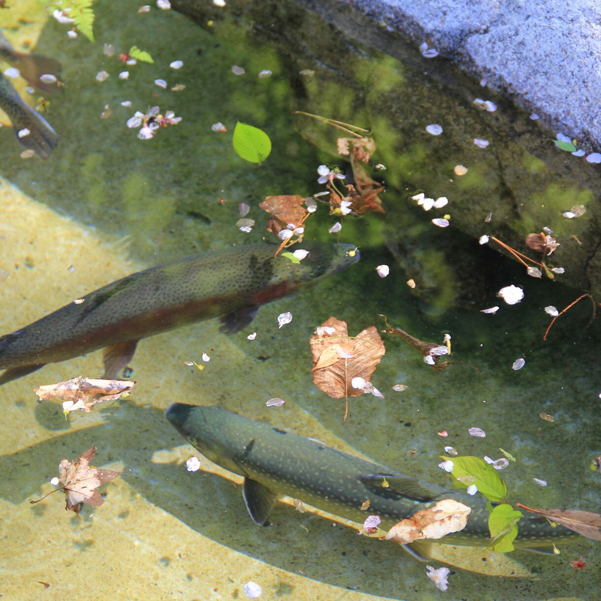 Local Connections: Farms of Wasabi & Trout