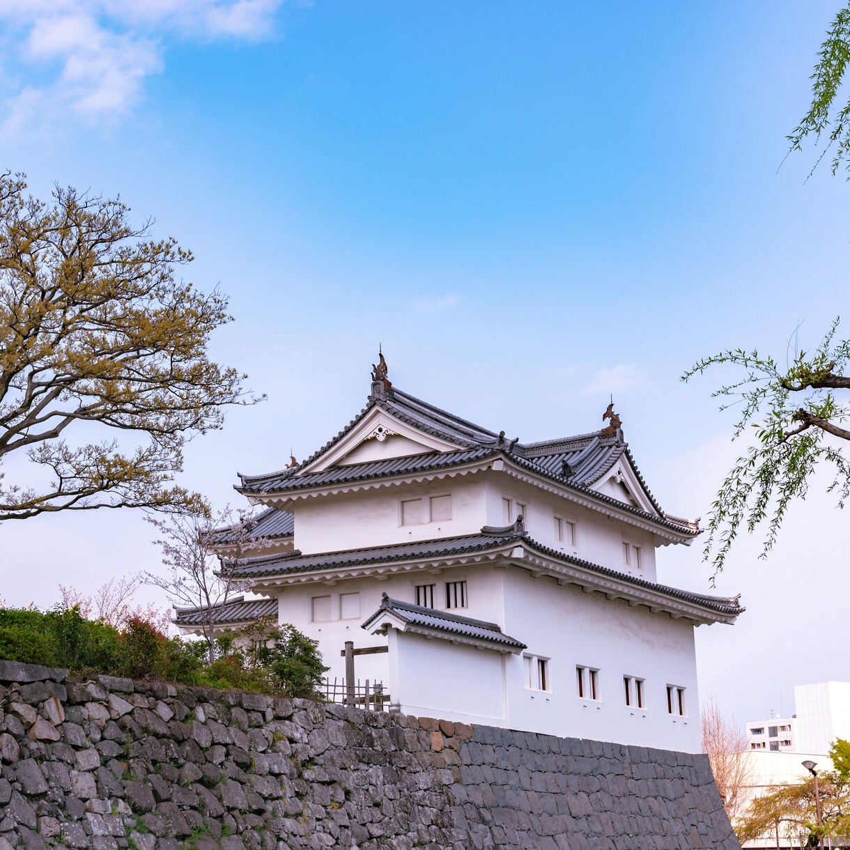 Traditional white Japanese castle tower behind stone walls, with blooming cherry trees and bright blue sky overhead.