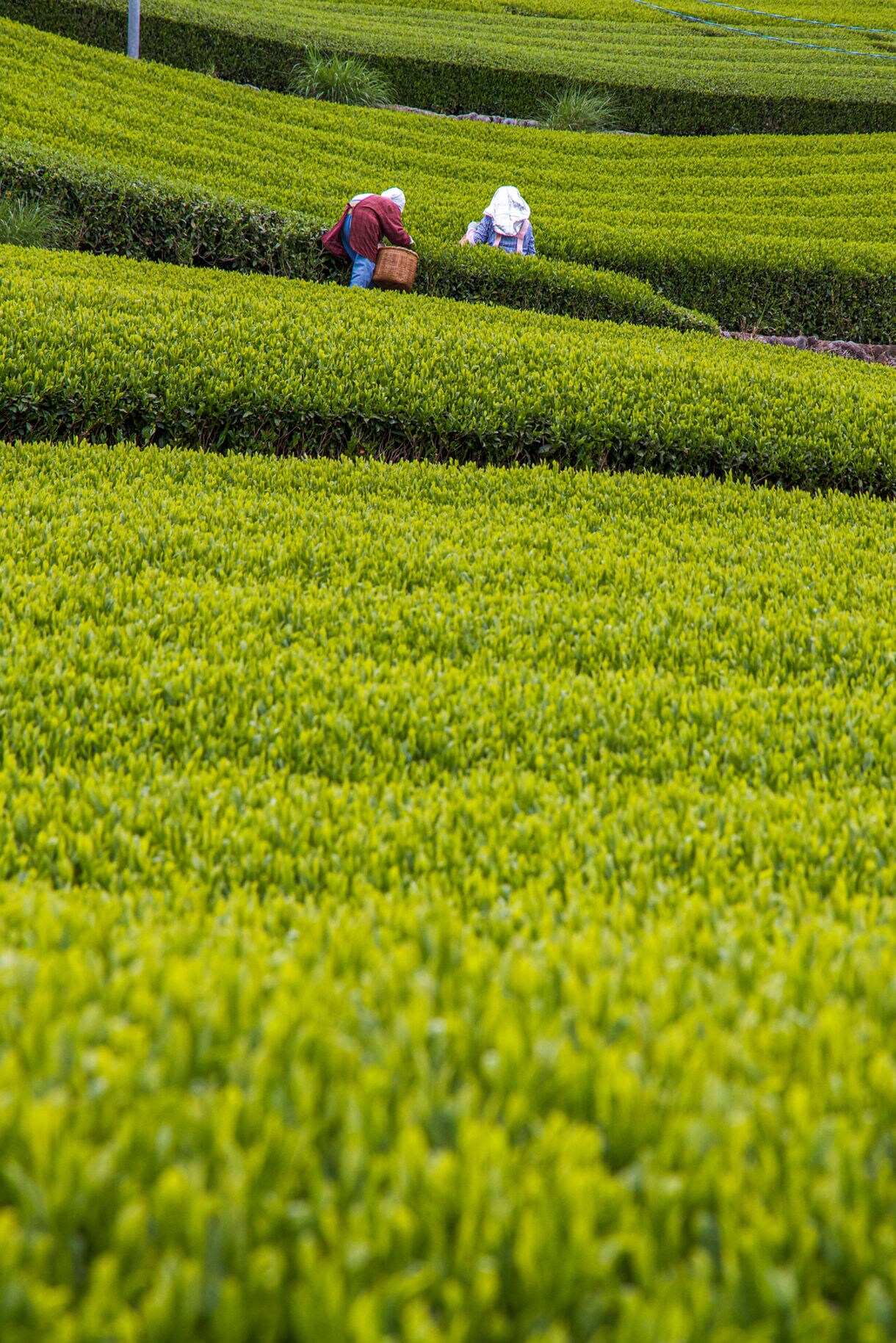 Two people in traditional hats harvesting tea leaves in lush, terraced green tea fields with rolling hills creating geometric patterns across the landscape.