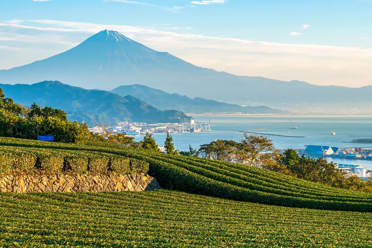 View of Mount Fuji rising behind Shimizu’s tea fields and coastal port, with green rows in the foreground and a calm bay below.