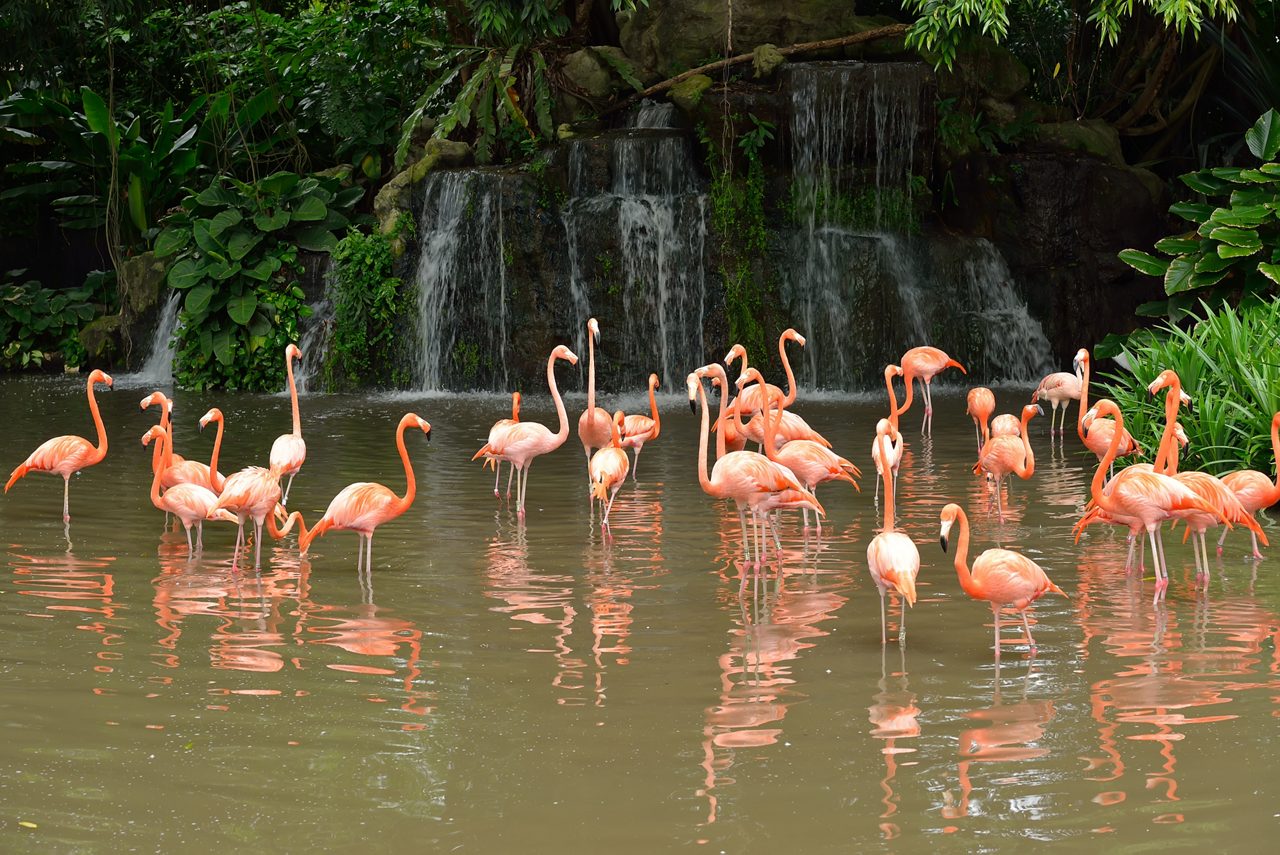 group of flamingoes standing together in shallow water