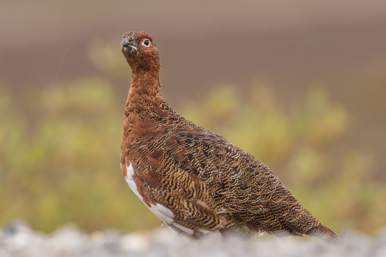 Brown willow ptarmigan with mottled feathers standing on rocky ground with blurred yellow-green background.