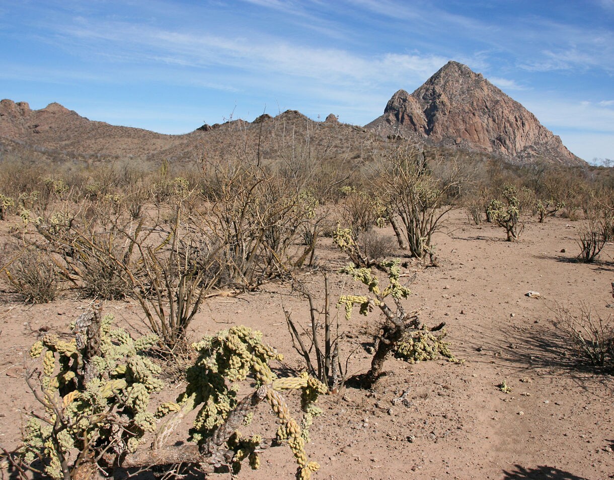 Dry desert landscape with sparse cactus and shrubs in the foreground, leading to the rocky Sierra de la Giganta mountain range under a clear sky.