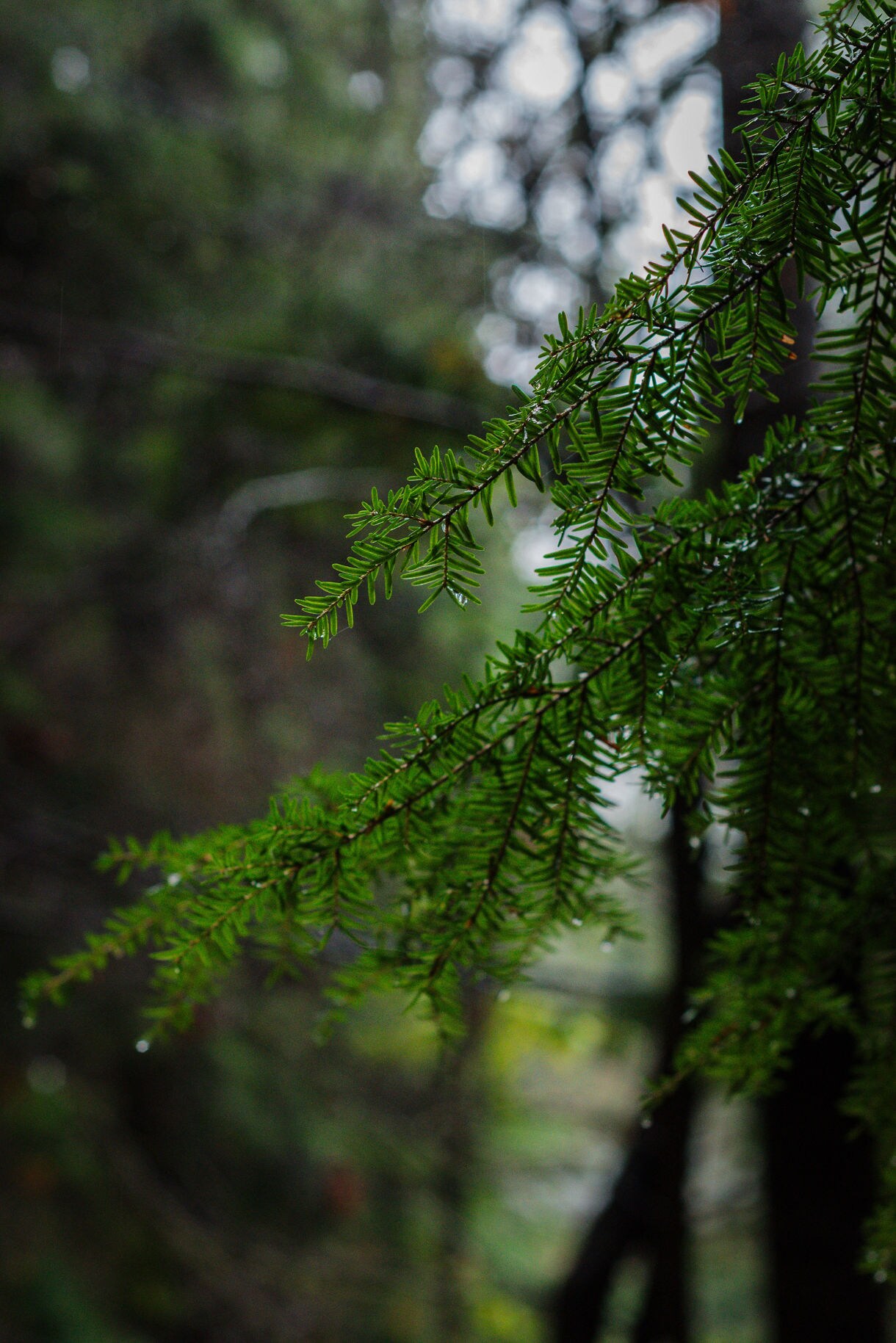  Close-up of vibrant green evergreen branches with water droplets, set against a softly blurred forest background in Sitka, Alaska.
