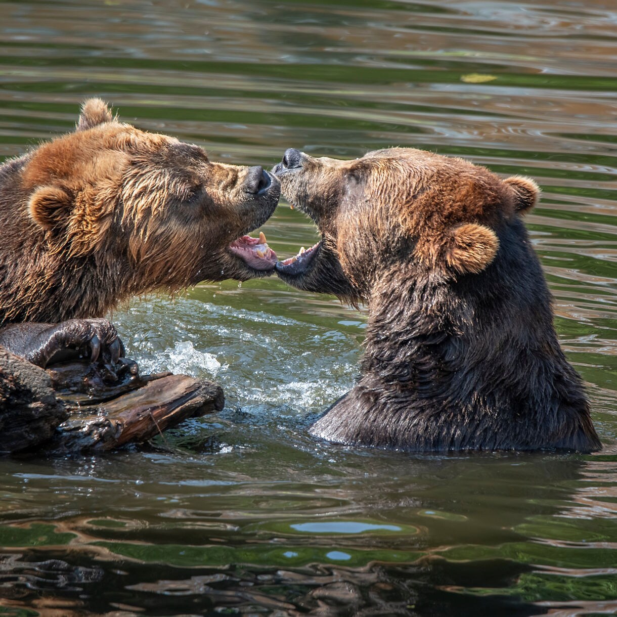 Two brown bears interacting playfully in a pool of water at Fortress of the Bear in Sitka, Alaska with wet fur and splashing water surrounding them.