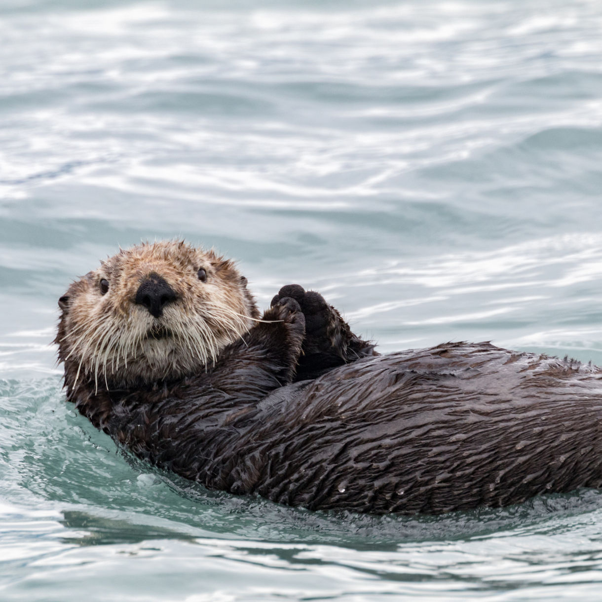 Close-up of a sea otter floating on its back in calm, light blue water near Sitka, Alaska with wet fur and paws held near its face.