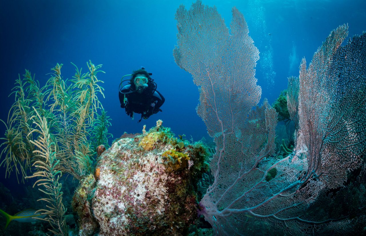Scuba diver exploring a colorful coral reef in Bonaire's clear blue waters, surrounded by large sea fans, soft corals, and marine vegetation.