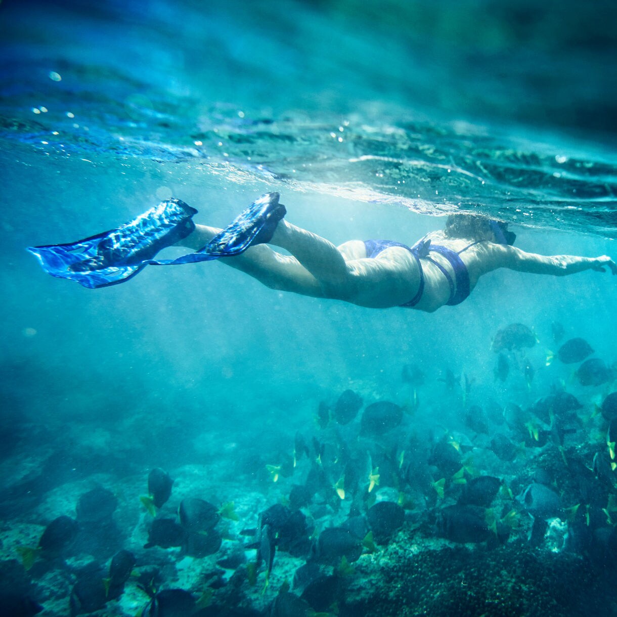 A Swimmer with fins snorkels through the ocean above a school of fish. 
