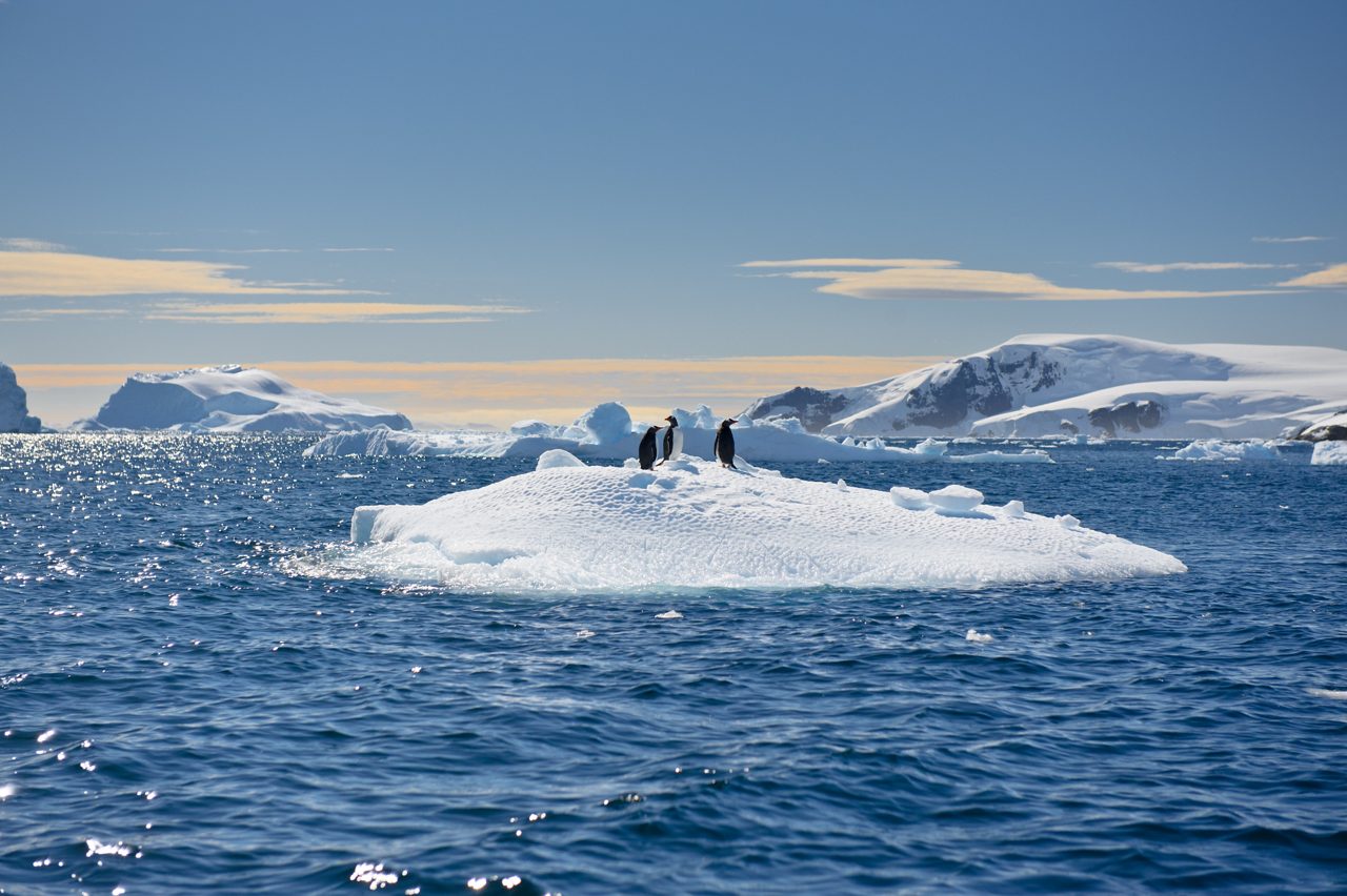 three penguins on an iceberg