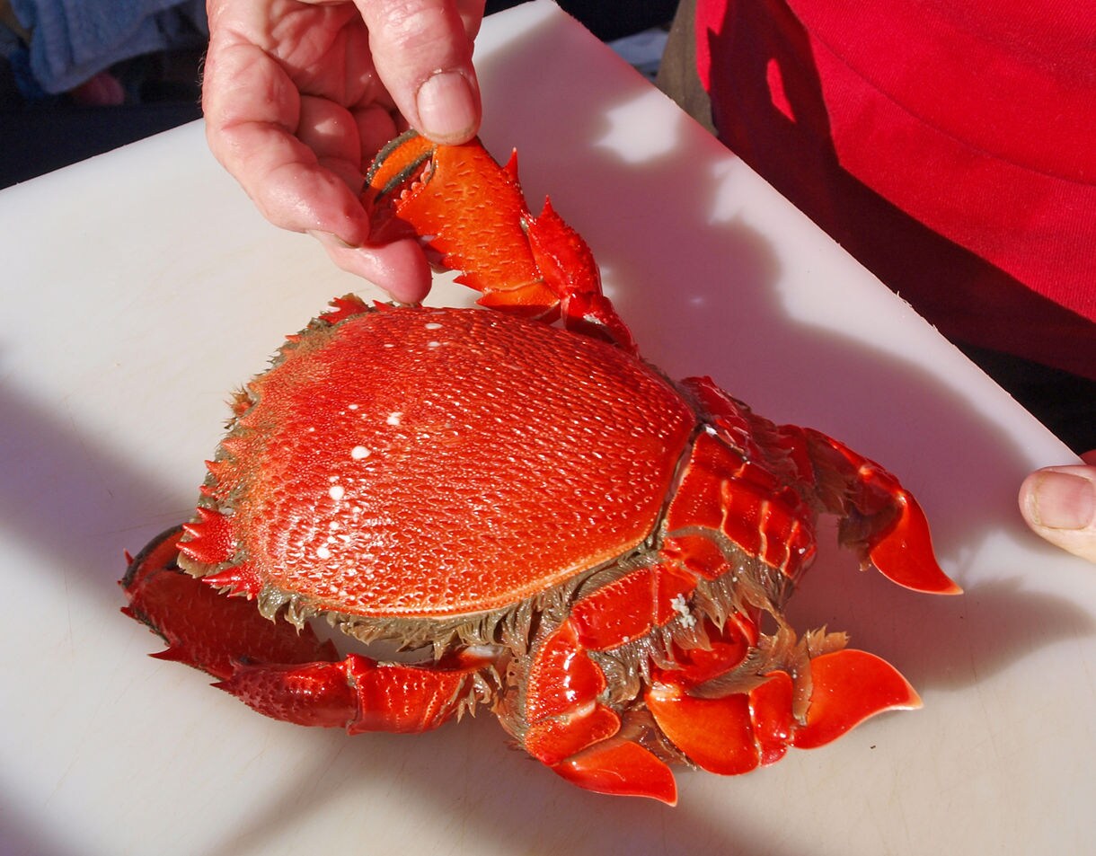 Close-up of a red spanner crab on a cutting board with hands preparing to open the claw.