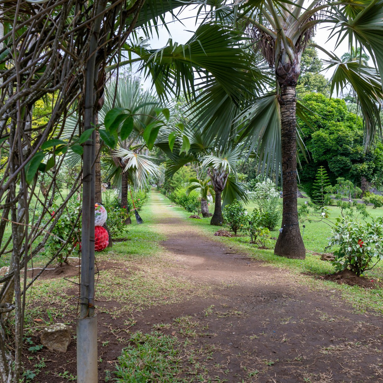 Shaded garden path in St. Vincent’s Botanical Garden framed by palm trees, flowering plants and lush green lawns on either side.