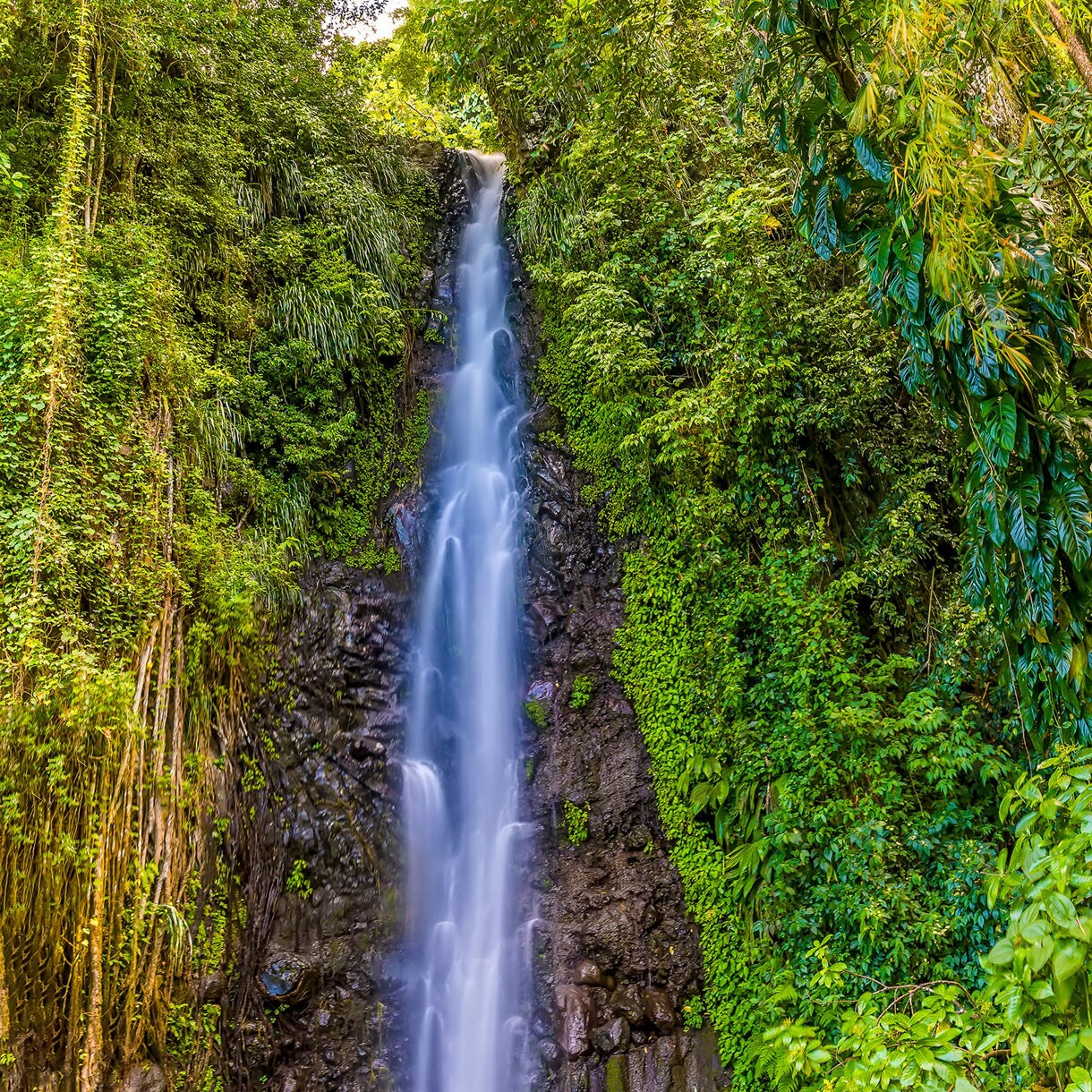 Tall waterfall cascading down rocky cliff face surrounded by dense green tropical vegetation and ferns.