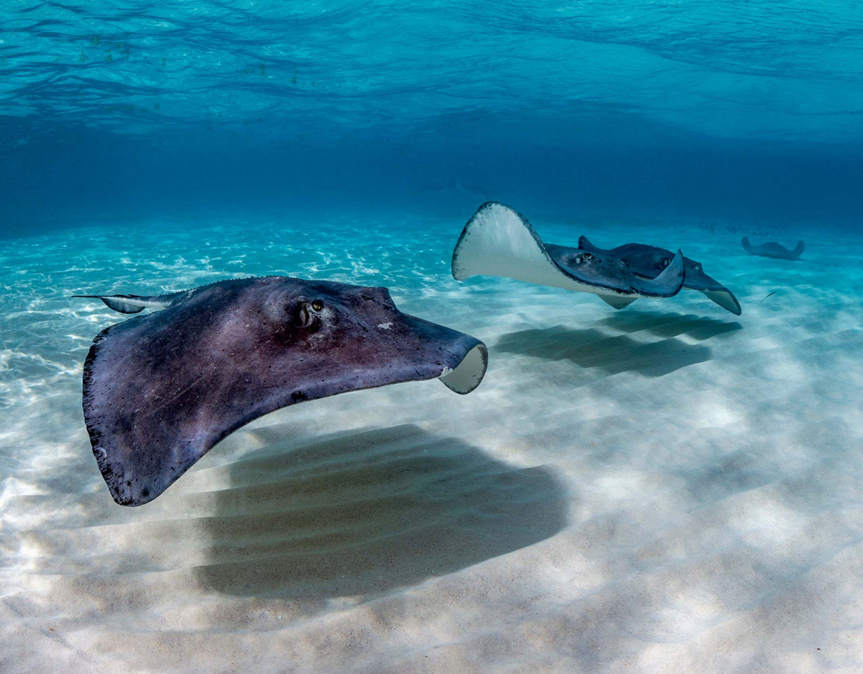 A group of stingrays glides gracefully above a rippled sandy seabed in clear blue water. 