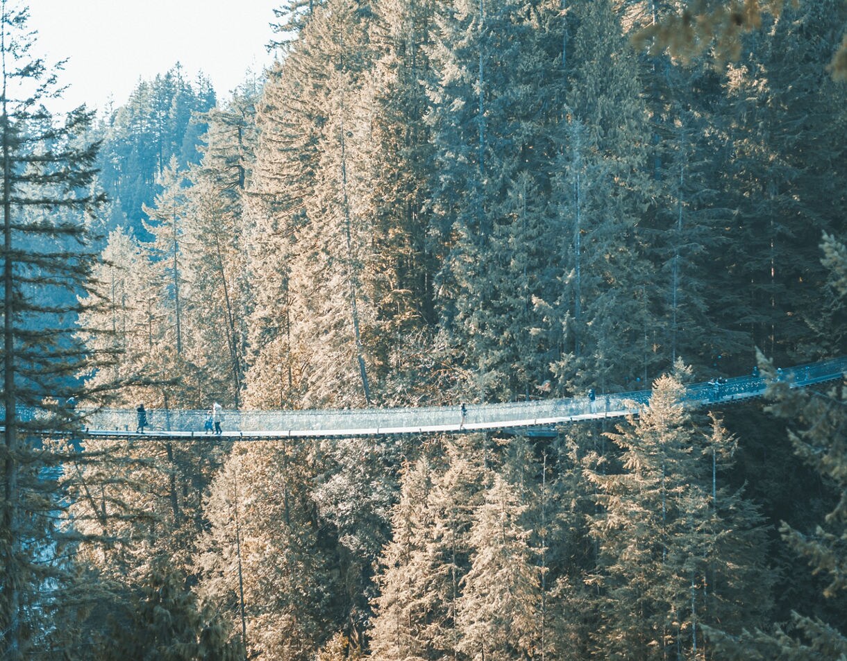 People crossing a long suspension bridge high above a forested canyon surrounded by tall evergreen trees.