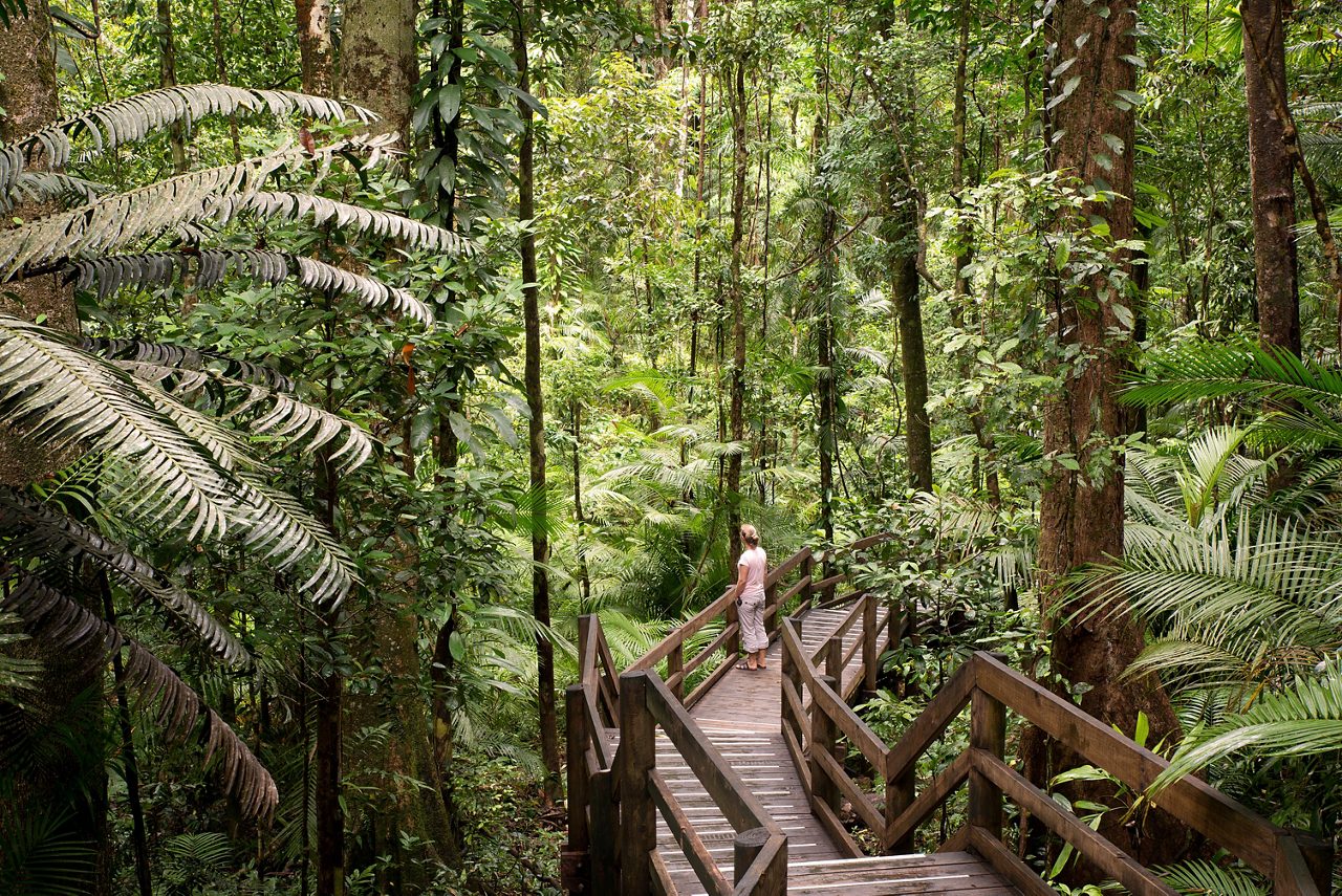 Rainforest in Cairns, Australia