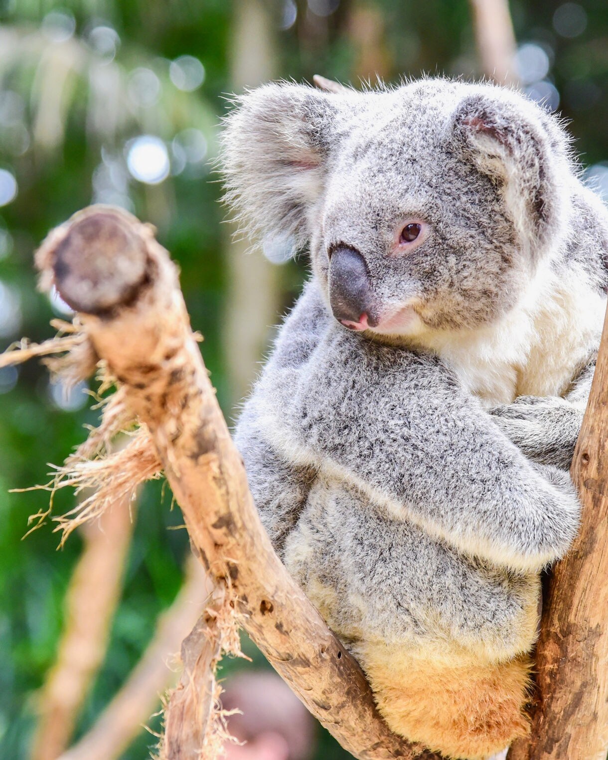 Close-up of a koala clinging to a tree branch with soft gray fur, round ears and a relaxed expression, surrounded by blurred green forest foliage.