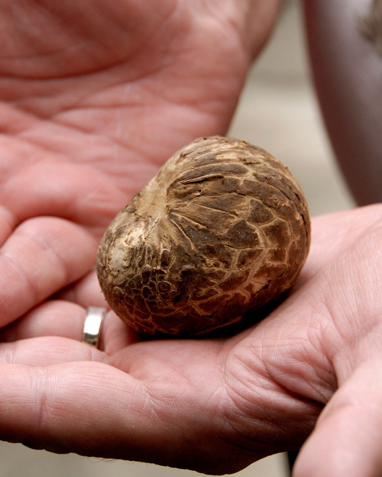 Close-up of two hands holding a whole tagua nut and a sliced piece showing its smooth white interior.