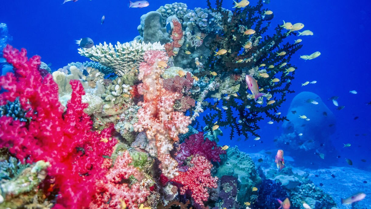 Fish swimming in ocean near coral reef