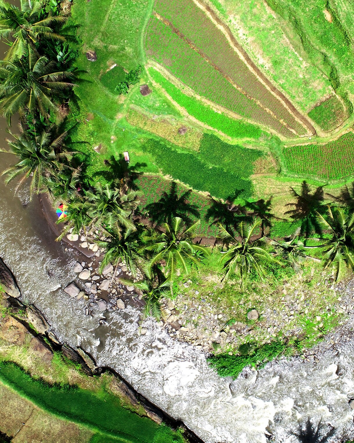 Aerial view of a curved tropical river bordered by bright green rice terraces and tall coconut palms, with scattered rocks, dense vegetation and a small umbrella visible near the water’s edge.