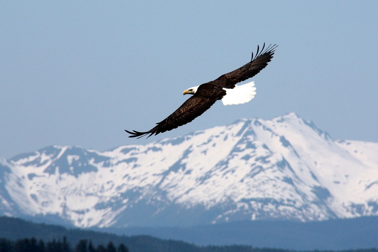 A bald eagle with distinctive white head and tail feathers soars with wings outstretched against a clear blue Alaska sky.