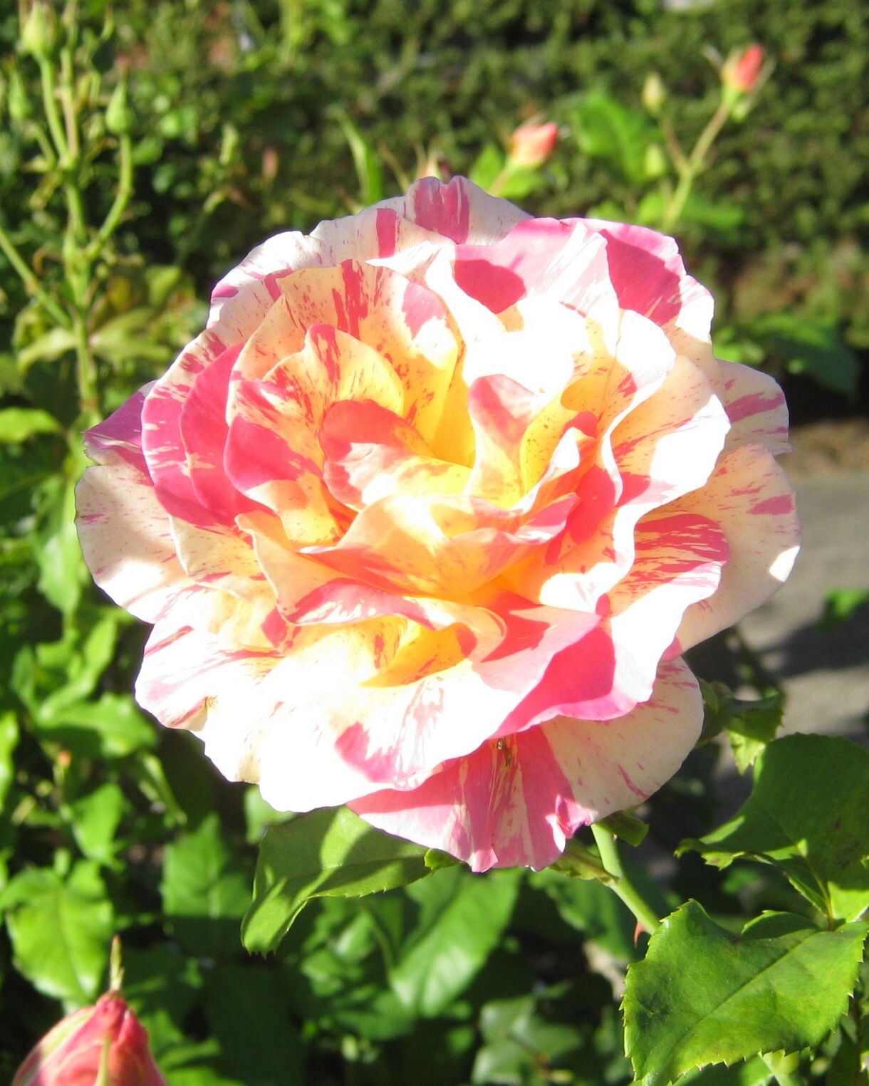Close-up of a pink and yellow variegated rose blooming among green leaves in a sunny garden.