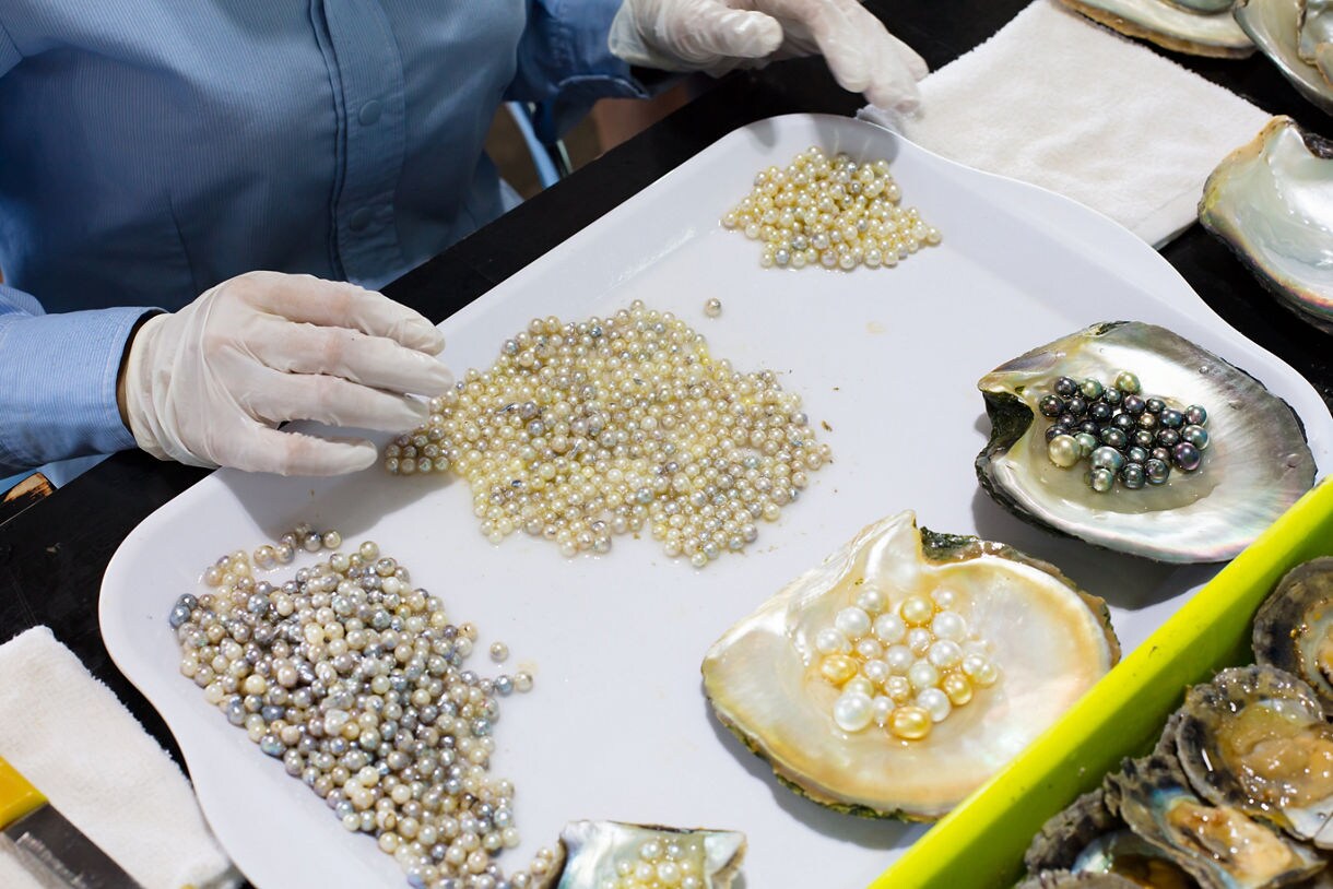 Gloved hands sorting cultured pearls on a white tray beside oyster shells filled with black and golden pearls.