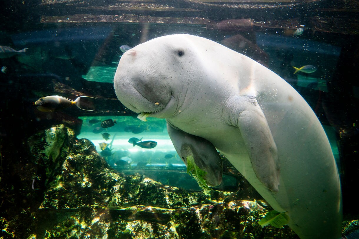 Dugong swimming near coral and fish in a large aquarium tank, chewing seaweed.