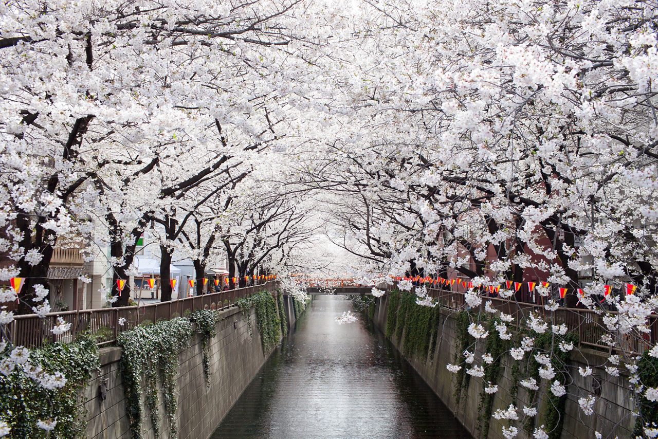 A picturesque view of cherry blossom trees in full bloom along a river in Tokyo, Japan, with pink and white flowers reflecting in the calm water, capturing the beauty of spring.