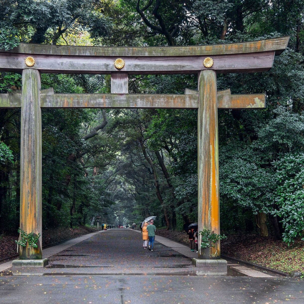 Large wooden torii gate at the entrance to Meiji Shrine in Tokyo, Japan, surrounded by dense green forest with visitors walking along the wide stone path beneath overcast skies.