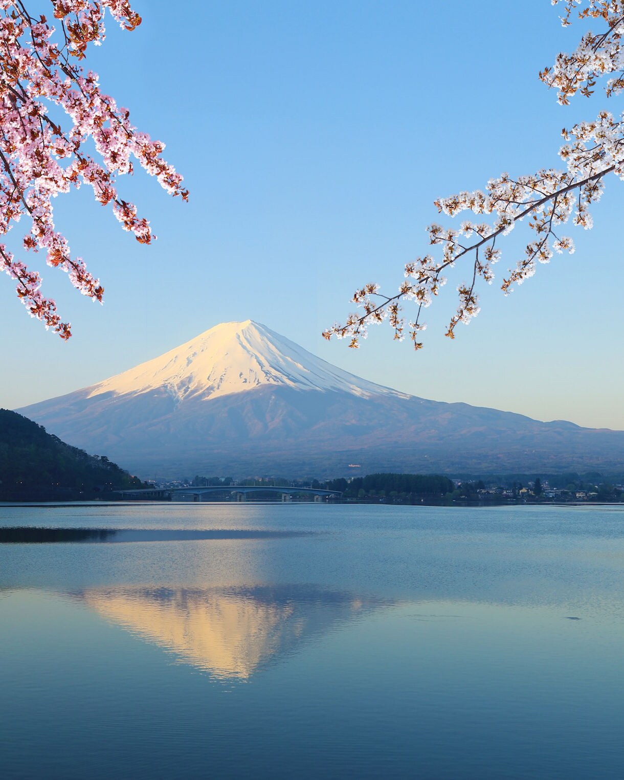 Scenic view of Mount Fuji with its snow-covered summit rising majestically behind a calm lake that mirrors the mountain's reflection, with pink cherry blossom branches hanging in the foreground against a clear blue sky.