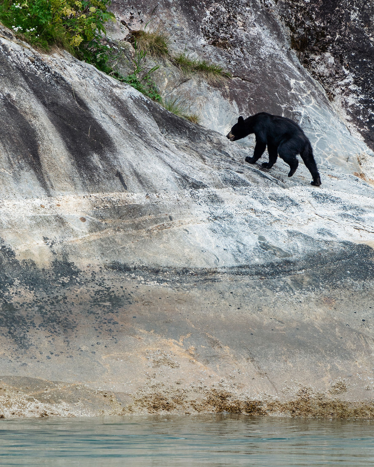 A black bear walking along a sloped rocky surface above turquoise water.