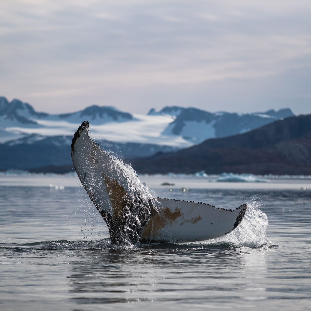 A humpback whale tail breaching the surface of the ocean near a snow-covered, glacier-lined coastline under a cloudy Arctic sky.