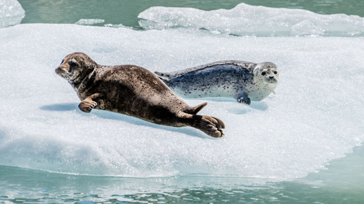 Two seals rest on white ice floes floating in green-blue Arctic waters. 