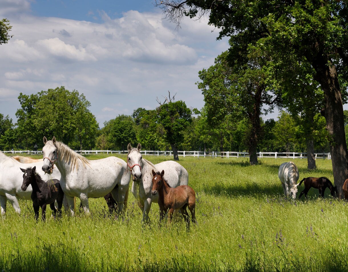 A group of white Lipizzaner horses and dark foals standing and grazing in a green meadow surrounded by trees and a white fence.