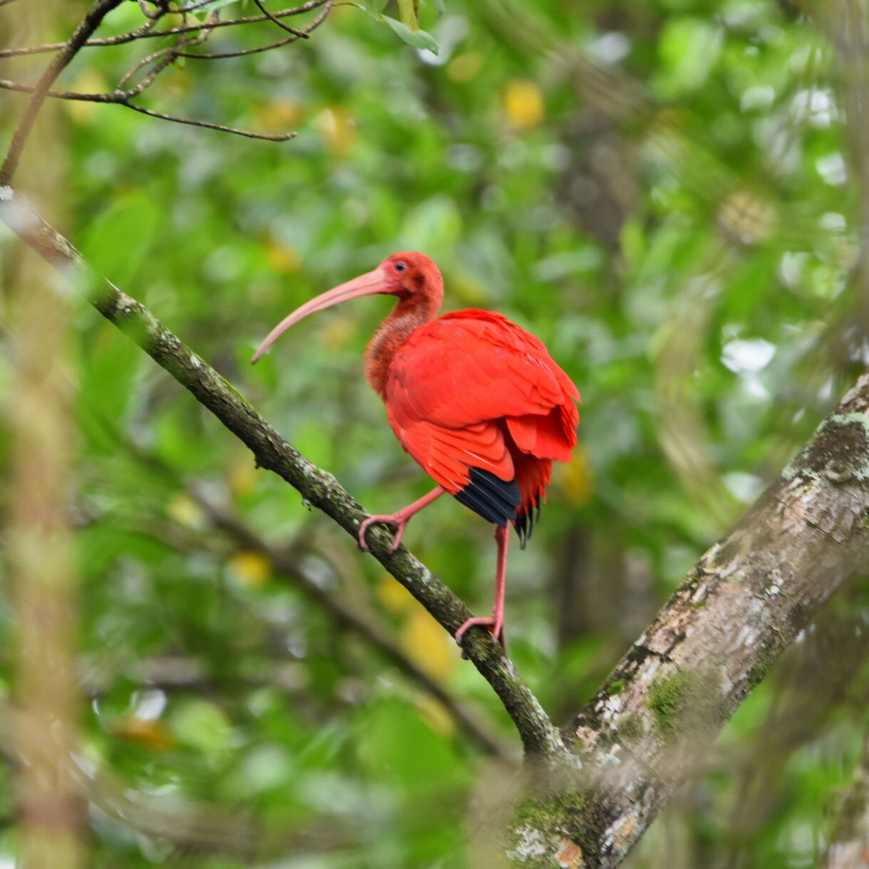 A bright red scarlet ibis perched on a tree branch in the Caroni Bird Sanctuary, surrounded by dense green foliage.