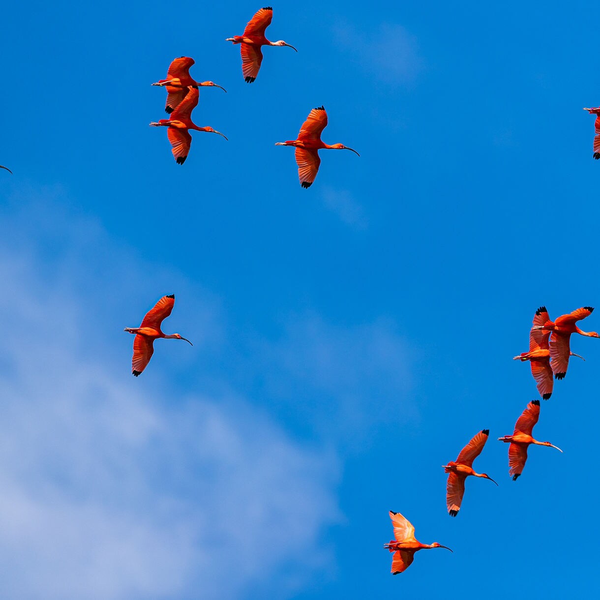 Flock of bright red scarlet ibis birds flying against brilliant blue sky with white clouds.