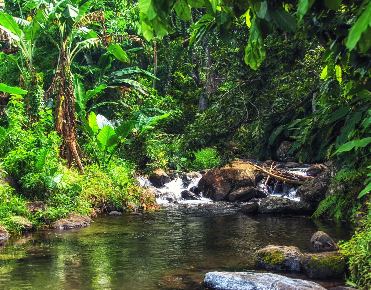 A gentle rainforest creek flowing over rocks, surrounded by dense tropical foliage and vibrant green leaves.