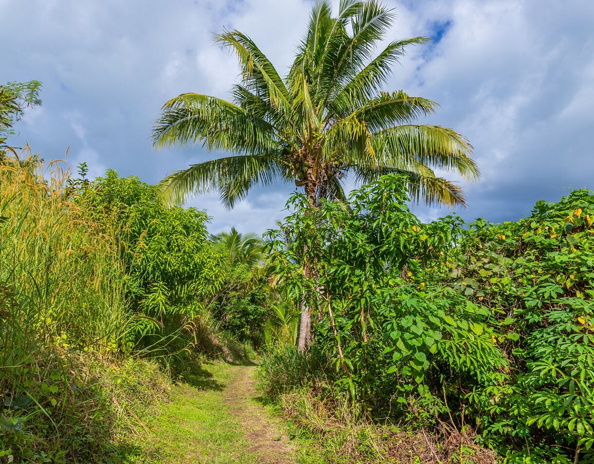 A narrow dirt path surrounded by dense tropical plants and a tall palm tree under a partly cloudy sky.
