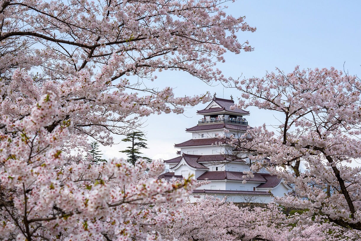 Tsuruga Castle seen through full-bloom cherry blossoms, with pale pink petals surrounding the white tower under a clear blue sky.