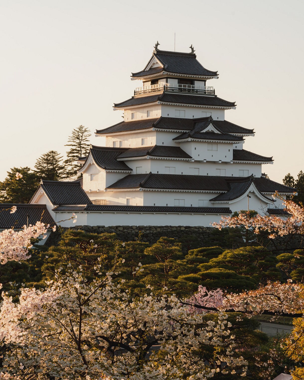 Tsuruga Castle illuminated by sunset, framed by blooming cherry trees and manicured gardens.