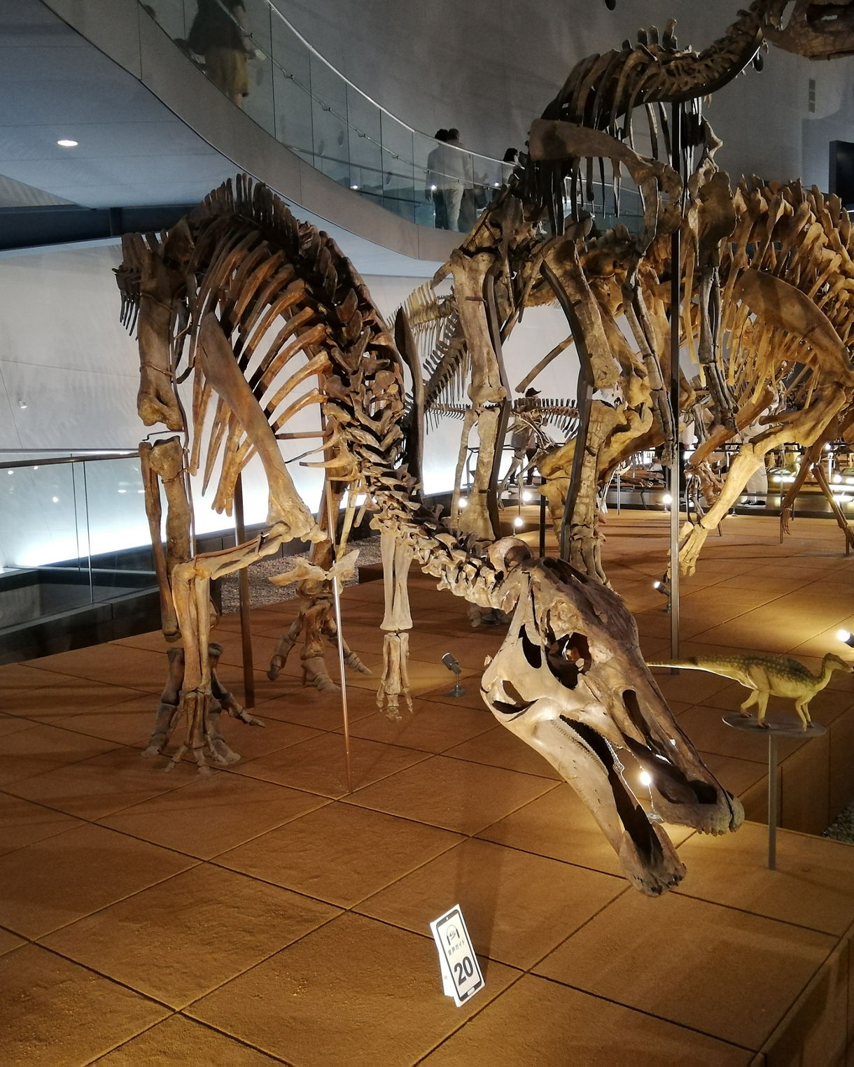 Dinosaur skeleton exhibits on raised platforms inside the Fukui Prefectural Dinosaur Museum, with dramatic lighting and curved modern architecture.