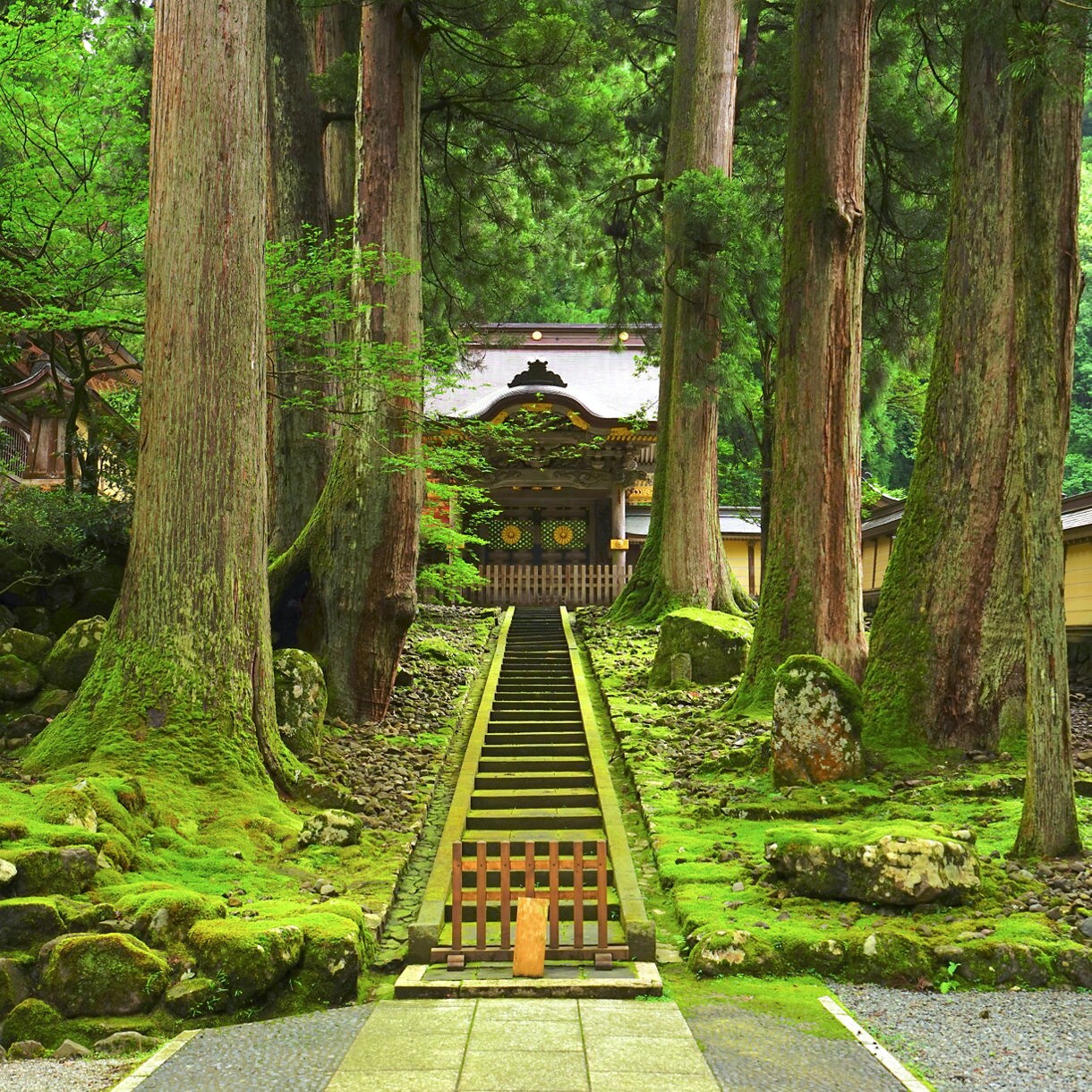 Stone path lined with tall cedar trees leading to Eiheiji Temple, surrounded by moss-covered ground and wooden buildings.