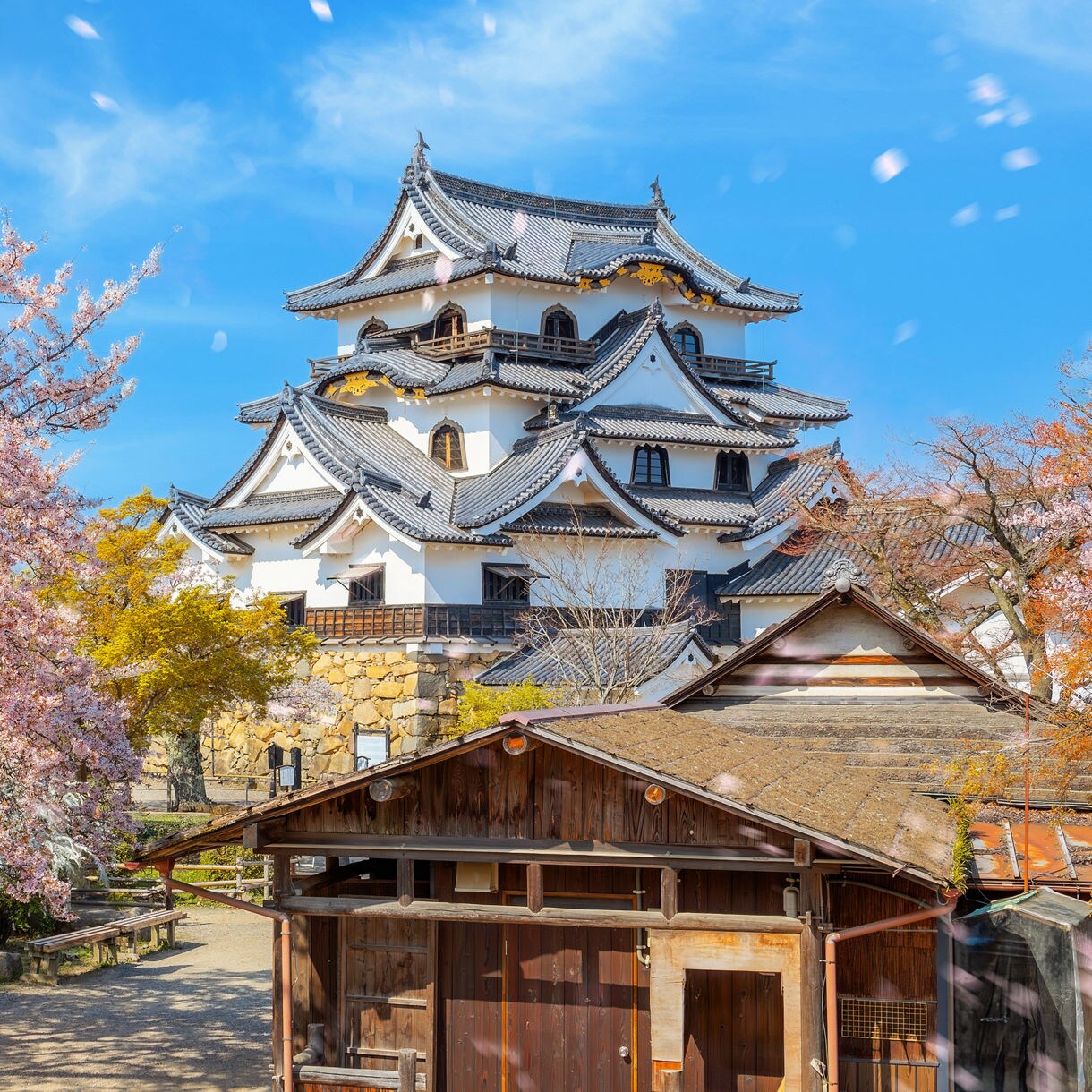 Traditional Japanese castle beside blooming cherry trees, with falling petals under a clear blue sky.