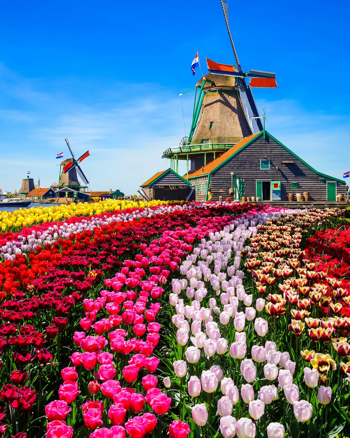 Bright rows of red, pink, white and yellow tulips stretch toward traditional windmills at Zaanse Schans under a clear blue sky.