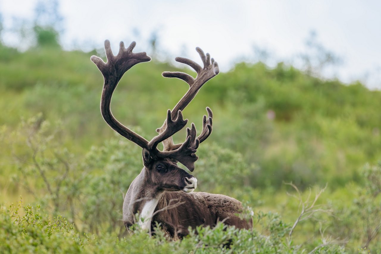 Caribou with large branching antlers resting in green tundra vegetation in Denali National Park.