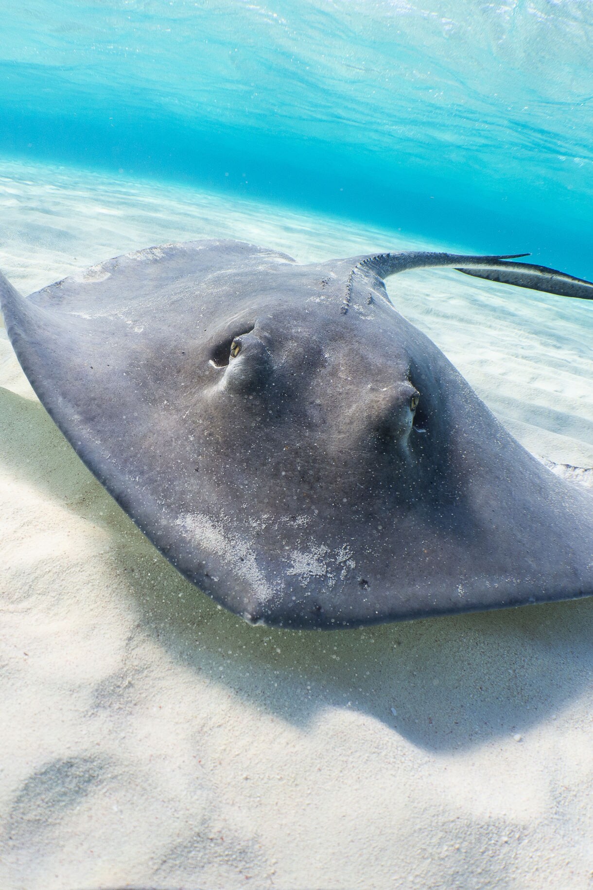 A southern stingray glides through the crystal-clear shallow waters of Turks and Caicos, captured in the famous Conch Cay area known for stingray encounters.
